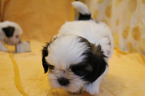 成約済の愛知県のシーズー-55575の4枚目