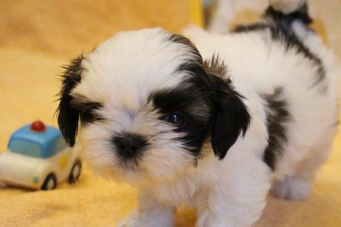 成約済の愛知県のシーズー-55575の1枚目