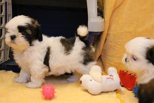 成約済の愛知県のシーズー-55575の3枚目