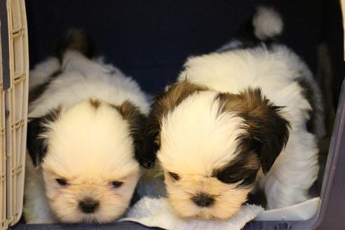 成約済の愛知県のシーズー-55575の2枚目