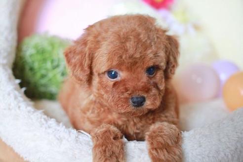 成約済の滋賀県のトイプードル-57334の1枚目