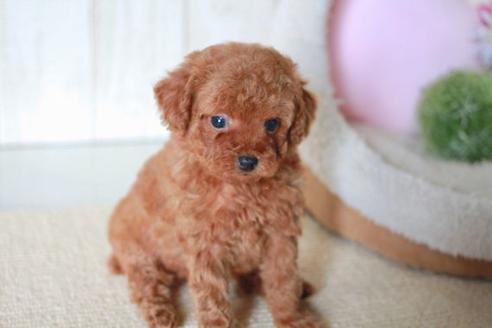 成約済の滋賀県のトイプードル-57334の5枚目