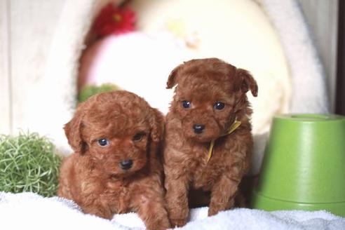 成約済の滋賀県のトイプードル-57334の4枚目