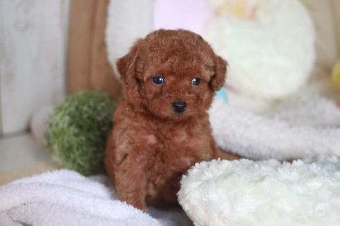 成約済の滋賀県のトイプードル-57334の3枚目