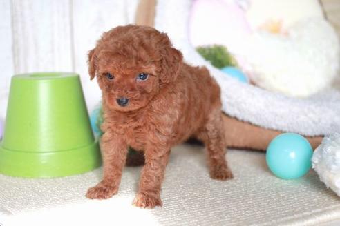 成約済の滋賀県のトイプードル-57334の2枚目