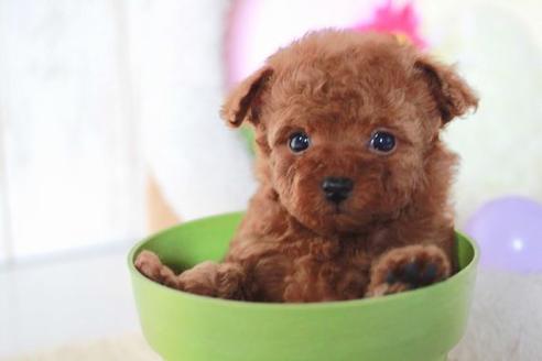 成約済の滋賀県のトイプードル-57333