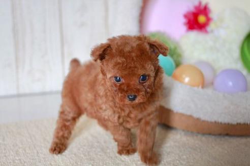 成約済の滋賀県のトイプードル-57333の5枚目