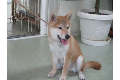 成約済の岡山県の柴犬-57875の2枚目