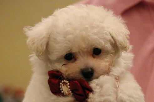 成約済の愛知県のトイプードル-55451の46枚目