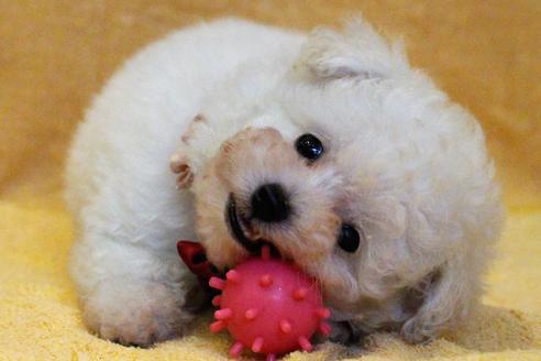 成約済の愛知県のトイプードル-55451の44枚目