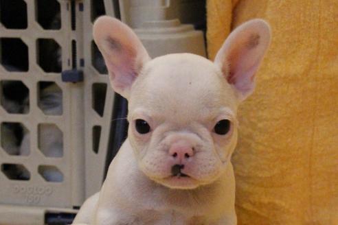 成約済の愛知県のフレンチブルドッグ-54846の6枚目