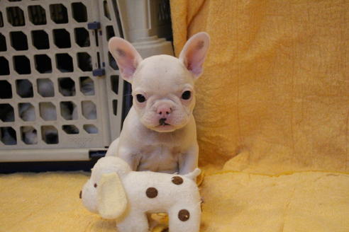 成約済の愛知県のフレンチブルドッグ-54846の5枚目