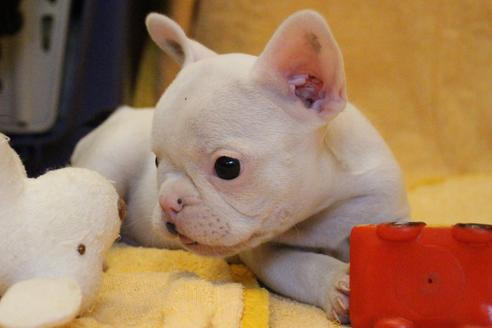 成約済の愛知県のフレンチブルドッグ-54846の3枚目