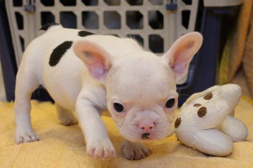 成約済の愛知県のフレンチブルドッグ-54846の2枚目