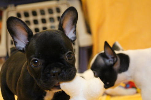 成約済の愛知県のフレンチブルドッグ-54847の1枚目