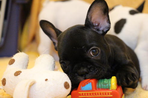 成約済の愛知県のフレンチブルドッグ-54847の5枚目