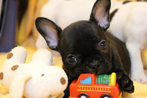 成約済の愛知県のフレンチブルドッグ-54847の4枚目