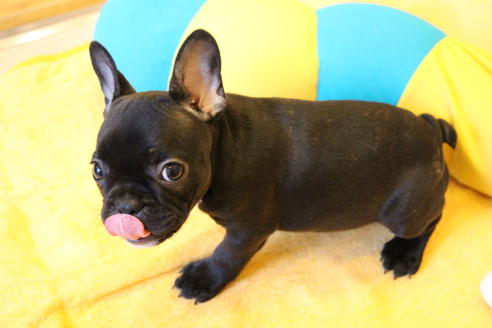 成約済の愛知県のフレンチブルドッグ-54847の3枚目