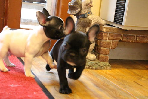 成約済の愛知県のフレンチブルドッグ-54847の2枚目