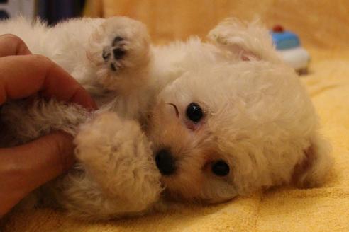 成約済の愛知県のトイプードル-55451の43枚目