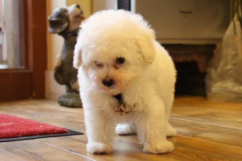 成約済の愛知県のトイプードル-55450の5枚目