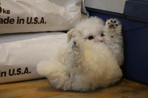 成約済の愛知県のトイプードル-55450の4枚目