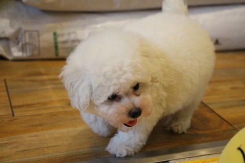 成約済の愛知県のトイプードル-55450の3枚目