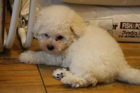 成約済の愛知県のトイプードル-55450の2枚目