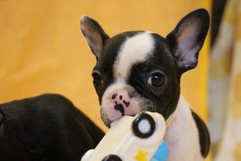 成約済の愛知県のフレンチブルドッグ-54845の5枚目