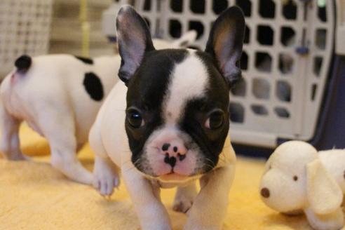 成約済の愛知県のフレンチブルドッグ-54845の4枚目