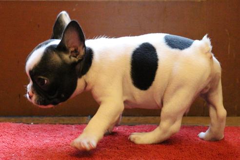 成約済の愛知県のフレンチブルドッグ-54845の3枚目