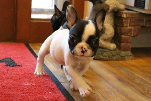 成約済の愛知県のフレンチブルドッグ-54845の2枚目