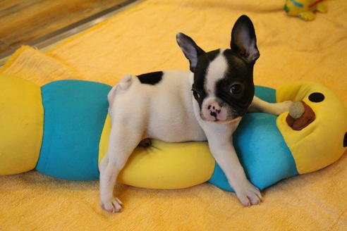 成約済の愛知県のフレンチブルドッグ-54845の1枚目