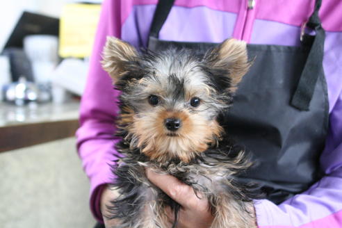 成約済の京都府のヨークシャーテリア-55667の1枚目