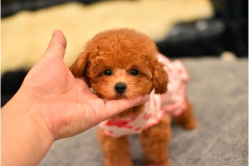成約済の茨城県のトイプードル-55687の7枚目