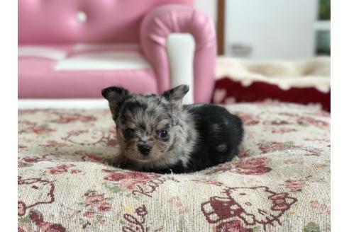 成約済の香川県のチワワ(ロングコート)-58009の3枚目