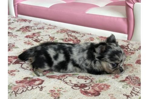 成約済の香川県のチワワ(ロングコート)-58009の2枚目