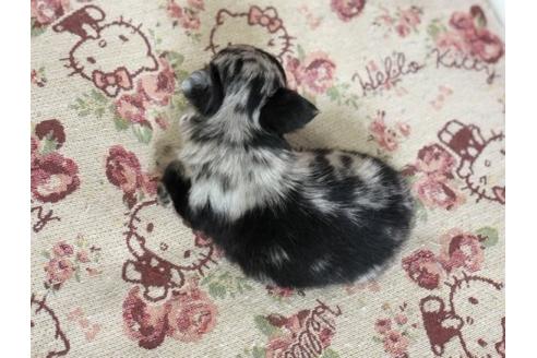 成約済の香川県のチワワ(ロングコート)-58009の1枚目