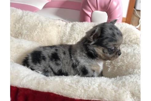 成約済の香川県のチワワ(ロングコート)-58011の4枚目