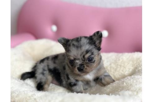 成約済の香川県のチワワ(ロングコート)-58011の2枚目