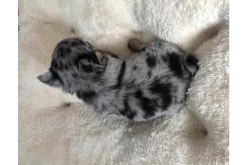 成約済の香川県のチワワ(ロングコート)-58011の1枚目