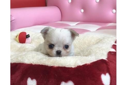 成約済の香川県のチワワ(ロングコート)-56297の4枚目