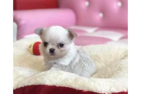 成約済の香川県のチワワ(ロングコート)-56297の3枚目