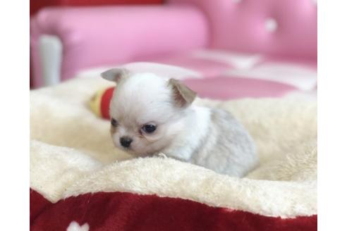 成約済の香川県のチワワ(ロングコート)-56297の2枚目