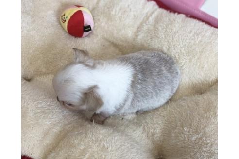 成約済の香川県のチワワ(ロングコート)-56297の1枚目