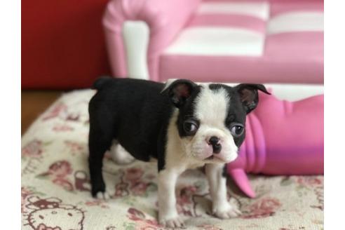 成約済の香川県のボストンテリア-55724の5枚目