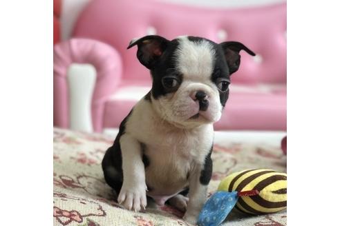 成約済の香川県のボストンテリア-55724の4枚目