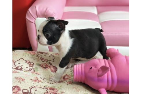 成約済の香川県のボストンテリア-55724の3枚目