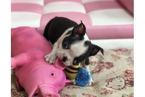 成約済の香川県のボストンテリア-55724の2枚目