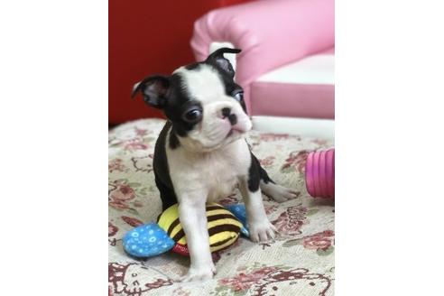 成約済の香川県のボストンテリア-55724の1枚目